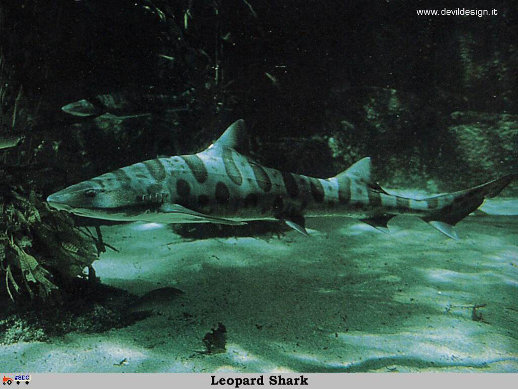 GCSR034-Leopard_Shark copia
